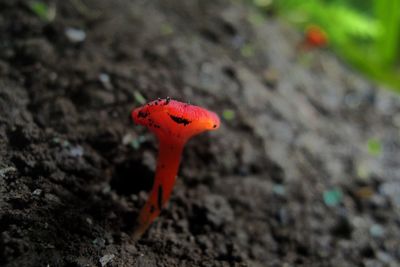 Close-up of red butterfly