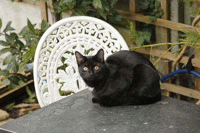 Portrait of black cat looking away