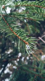 Close-up of tree branch