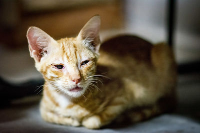 Close-up portrait of a cat