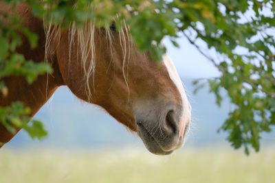 Close-up of an animal