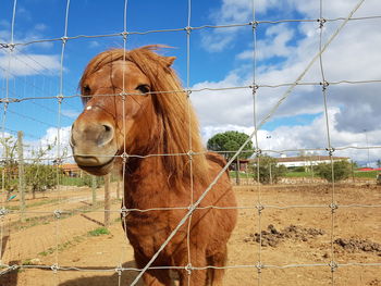 Brown horse in pen against sky