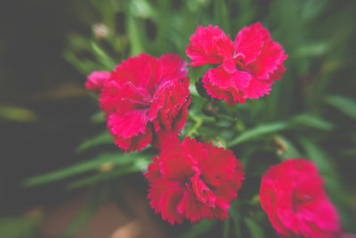 Close-up of red flowers blooming outdoors