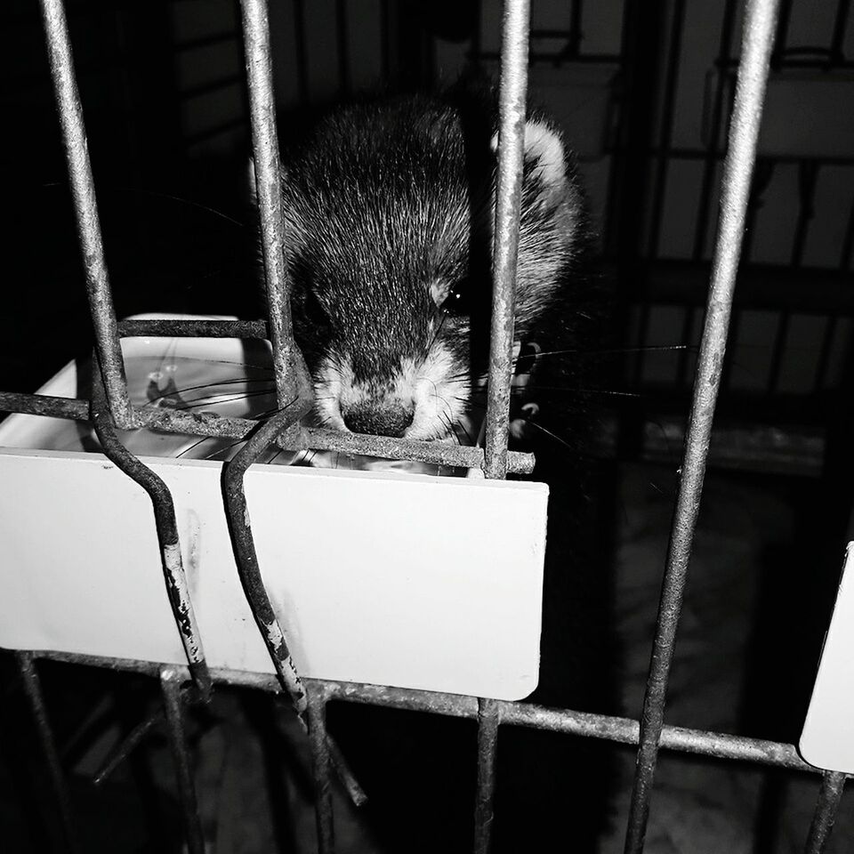 CLOSE-UP OF CAT IN CAGE AT HOME