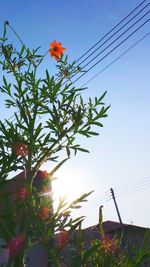 Low angle view of plants against blue sky