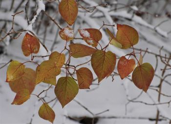 Close-up of leaves on snow covered tree
