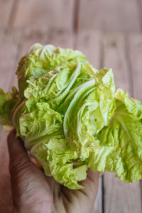 Close-up of hand holding green leaves