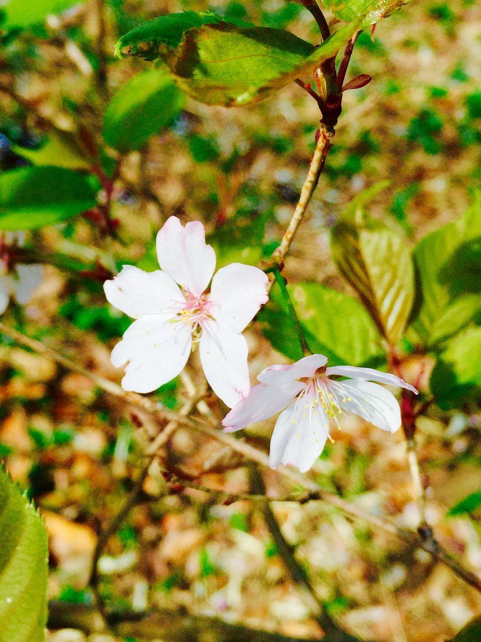 flower, growth, freshness, fragility, petal, leaf, close-up, focus on foreground, beauty in nature, nature, flower head, white color, stamen, branch, plant, blooming, blossom, in bloom, bud, outdoors