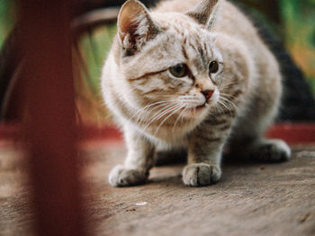 Close-up of cat looking away