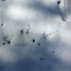 High angle view of birds in winter