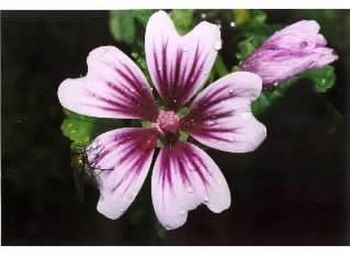 Close-up of pink flowers