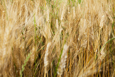 Close-up of wheat field