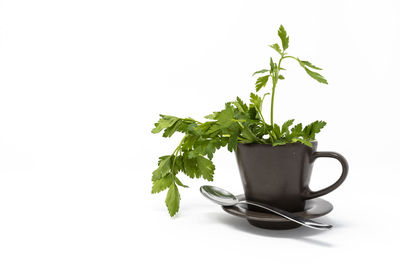 Close-up of plant against white background