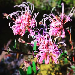 Close-up of pink flowers