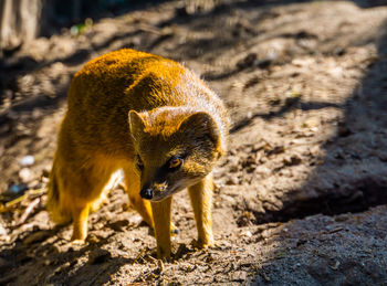 Close-up of an animal on land