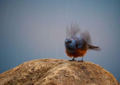 Bird on rock