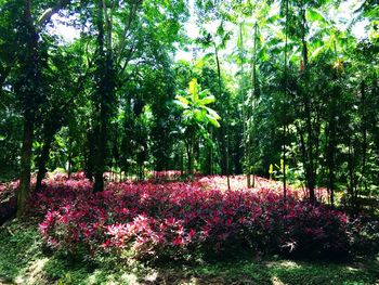 Full frame shot of pink flowers