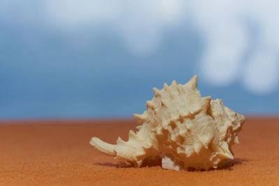 Close-up of shells on sand