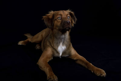 Portrait of a dog over black background