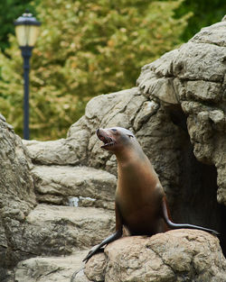 A seal is calling out while posing at its rock structure in the brooklyn zoo