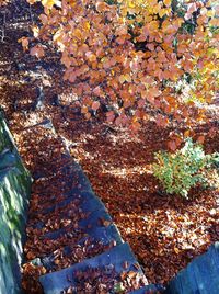 Fallen leaves on ground
