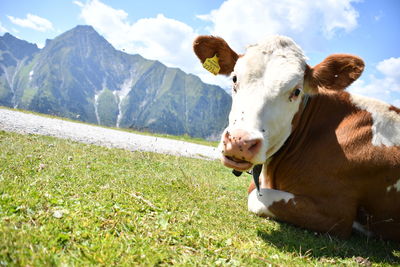 Portrait of a cow on field