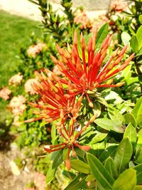 Close-up of red flowers