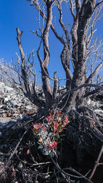 View of flowering plant on snow covered land