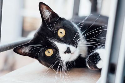 Portrait of cat lying on window sill