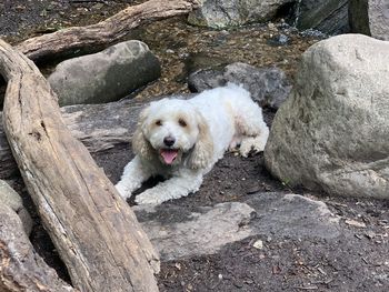 High angle portrait of dog on rock