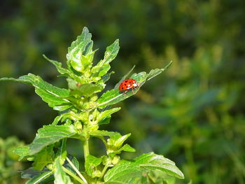 Close-up of butterfly on plant