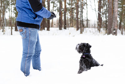 Owner playing with his black miniature schnauzer in winter coniferous forest.