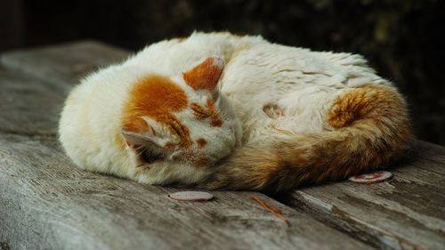 Close-up of ginger cat on wood