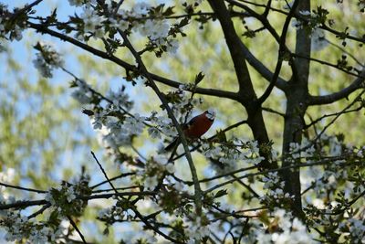 Low angle view of cherry blossom tree