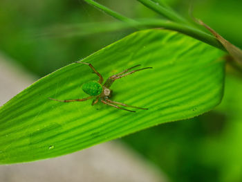 Close-up of insect on leaf