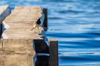 Bird perching on wooden post