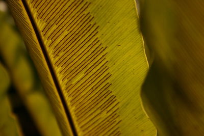 Full frame shot of leaf