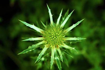 Close-up of dandelion flower