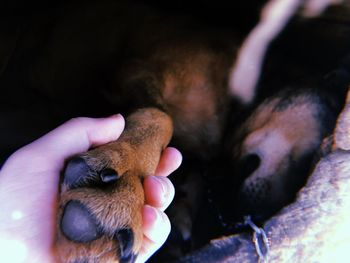 Close-up of hand holding dog