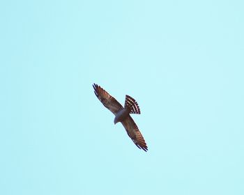 Low angle view of eagle flying in sky