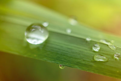 Close-up of water drops on leaf