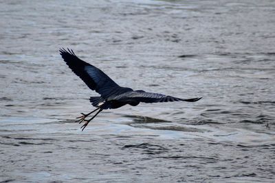 Bird flying over sea