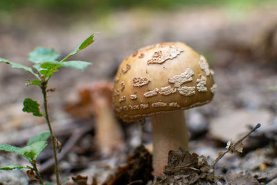 Close-up of mushroom growing on field