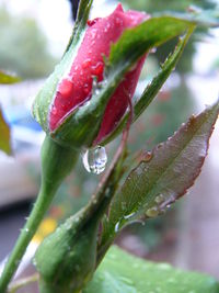 Close-up of water drops on leaf