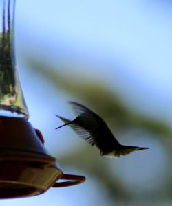 Bird flying in the sky