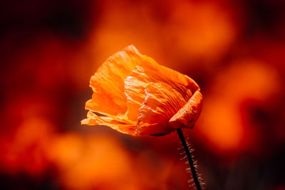 Close-up of orange poppy