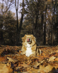 Red dog lying in the leaves