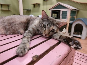 Cat lying down outside house