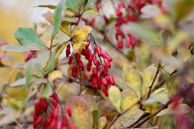 Barberry in autumn 