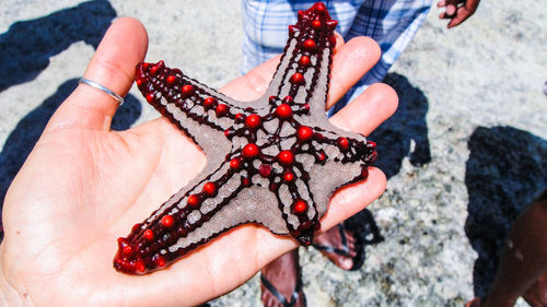 Close-up hand of man holding starfish at beach